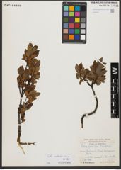 Foto von Salix waldsteiniana Willd.